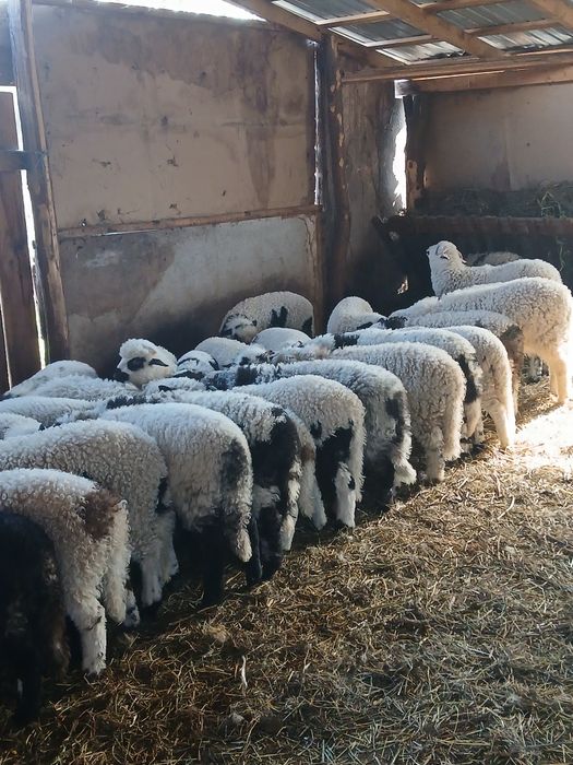 Vind 98 oi cu miei mari frumoși