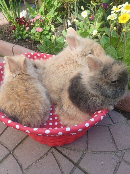 Iepurași cap de leu