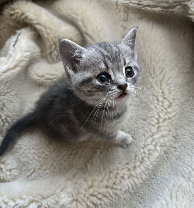 Продам шотландских котят