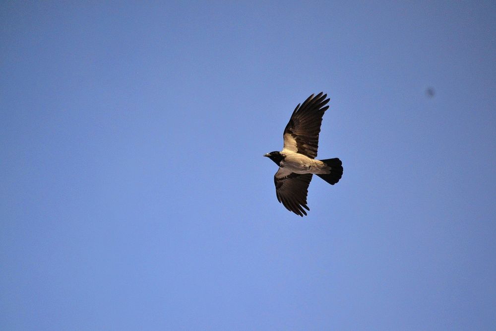 Продам nikon d3100