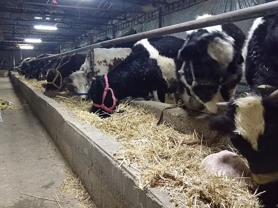 Ona bola sigir sotiladi 17 millon