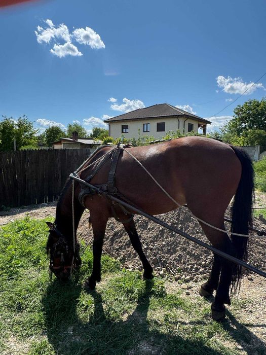 Vând iapa bună de muncă