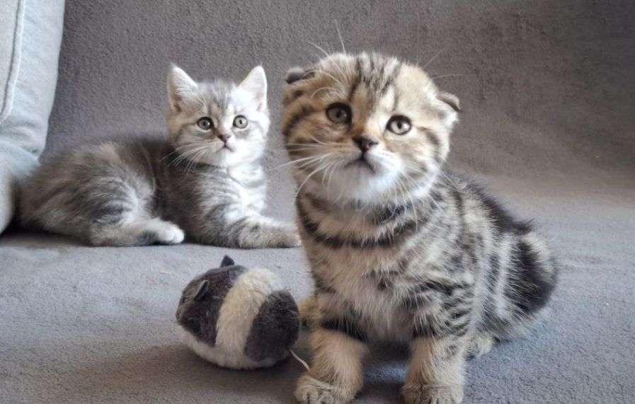 Шотландский вислоухий котёнок