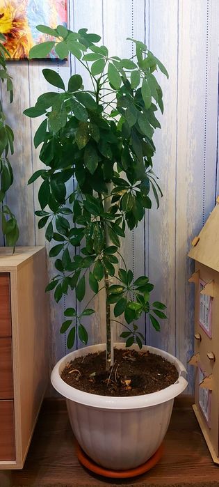 Шеффлера. Комнатное растение.