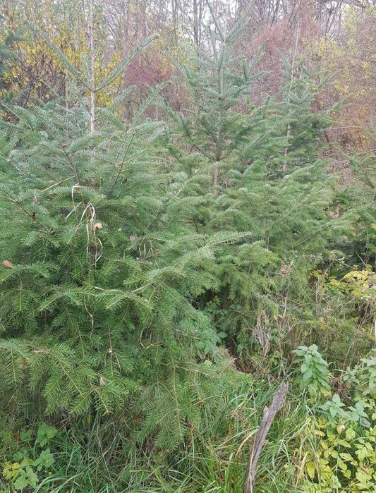 Brazi pentru nunti si diferite evenimente !