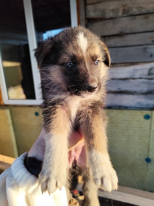 Продам щенка немецкой овчарки (девочка )
