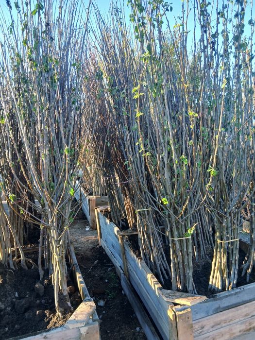 Плодовые по 2000т