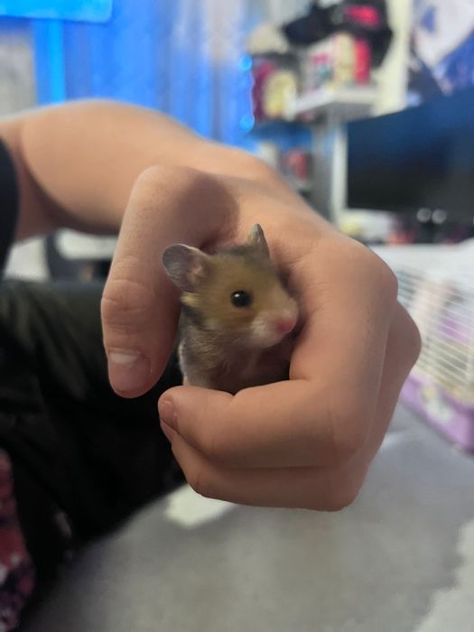 Hamster sirian de vanzare