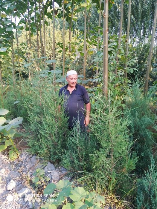 Продается активатор почвв, оздоравливающий землюсаженцы дерева Павловн