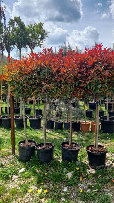 Photinia Rosie , Evonymus , Plante Ornamentale Calitative