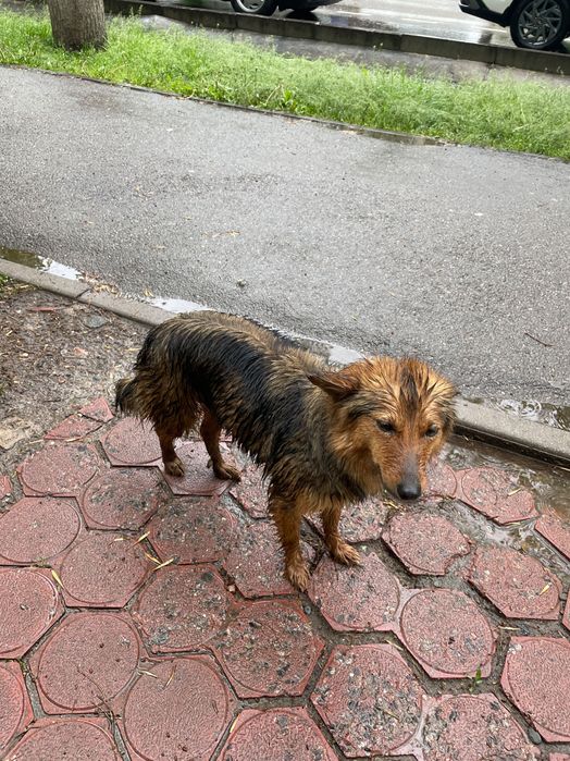 Возможно пропала собака