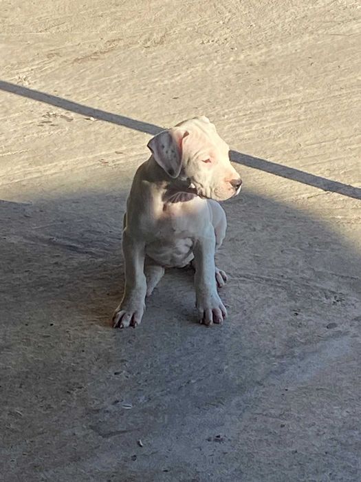 Dog argentino femela