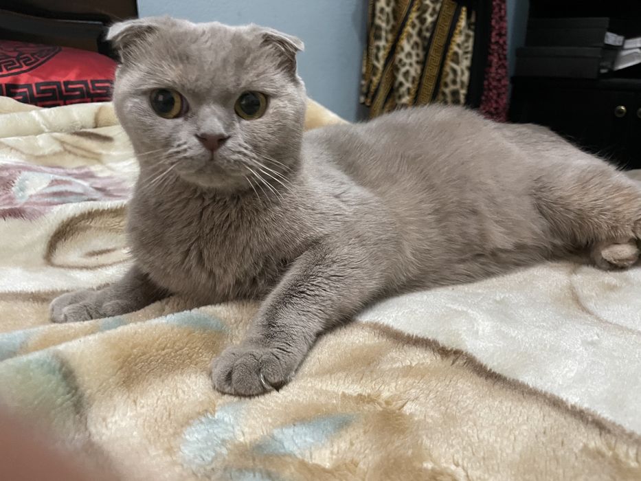 srochno : Britanskie koshki очень дружелюбный  имя *Анта* Пол: женский