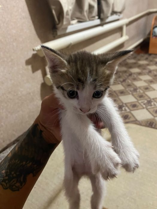 Отдам котят даром