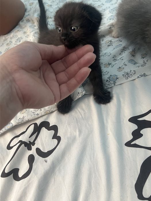 Веслоухие котята смешаные