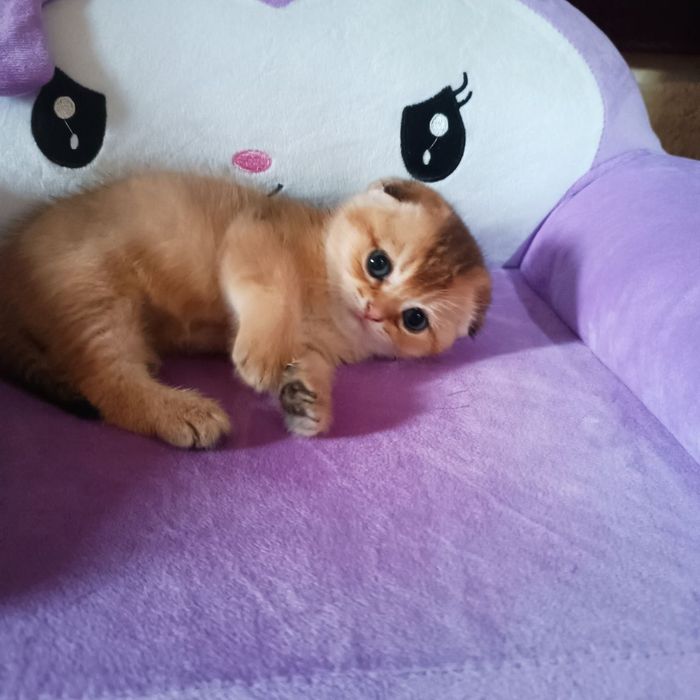 Золотая шиншилла, котенок мальчик Scottish Fold - 250 у.е.