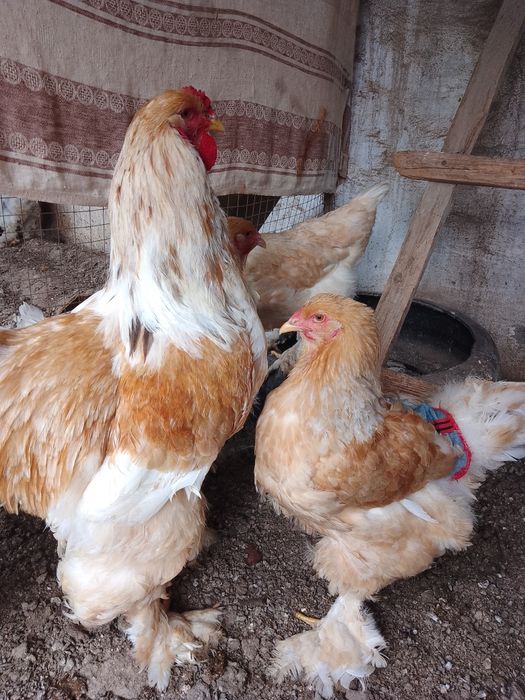 Брама Турция цыплята