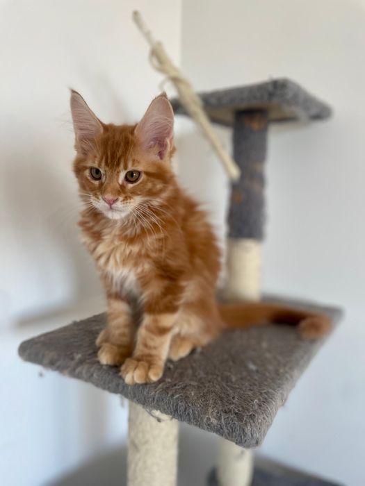Pisica Maine Coon Red
