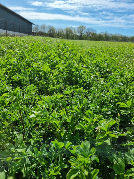 Vând lucernă pentru cosit