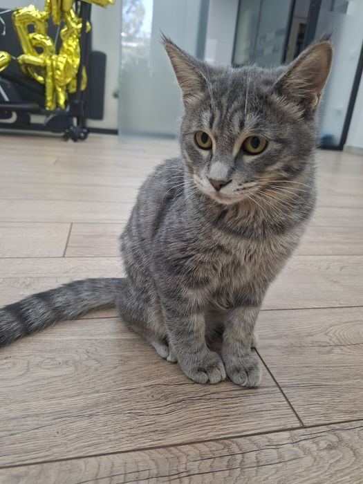Котенок мальчик имеет паспорт