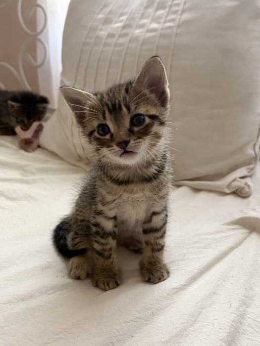 котята в добрые руки!