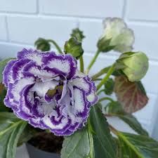 Сортовая глоксиния