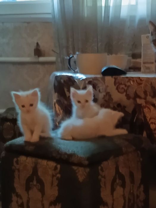Отдадим котят в очень хорошие руки