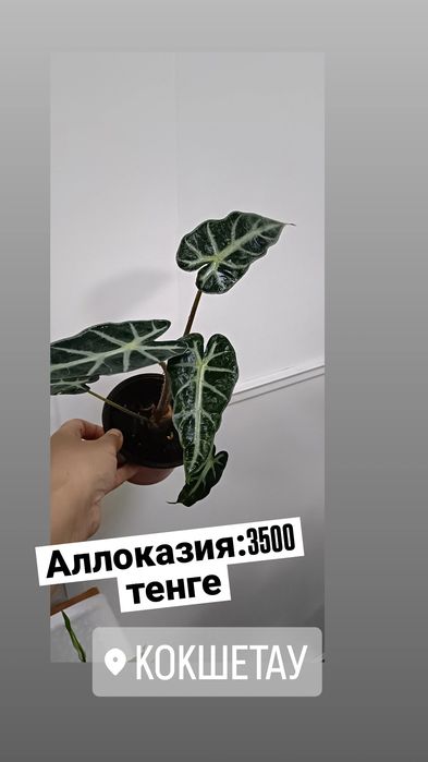 Аллоказия:3500 тенге