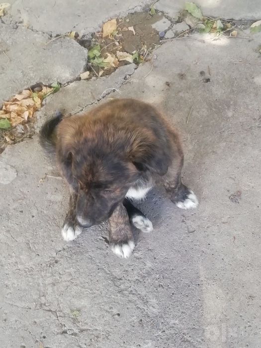 Щенок мальчик  в нормальные руки
