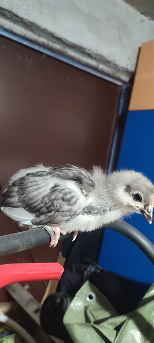 Pui de găină de vânzare