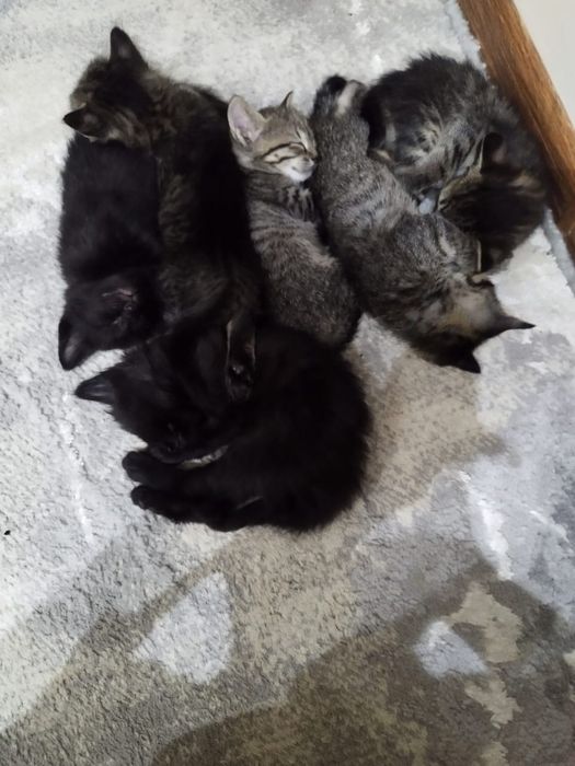 yaxshi qolaga beramiza shundo