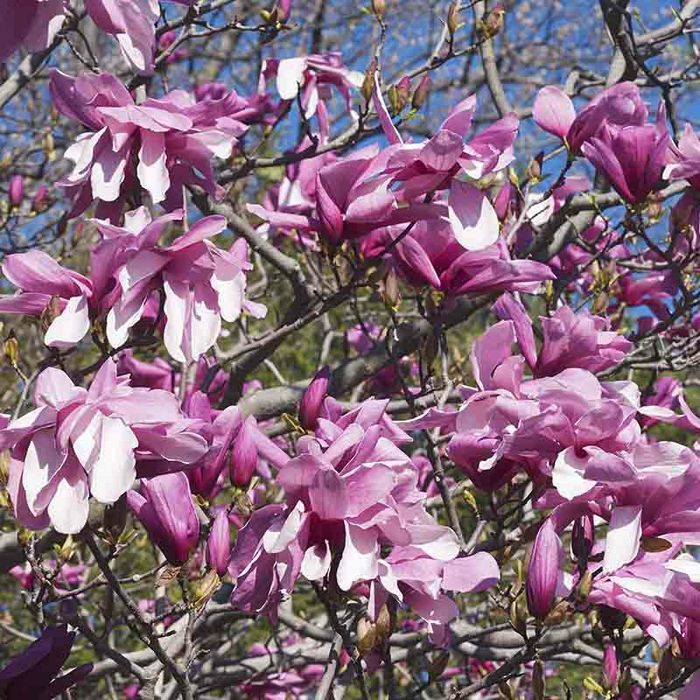 Magnolia Ruba Rustica