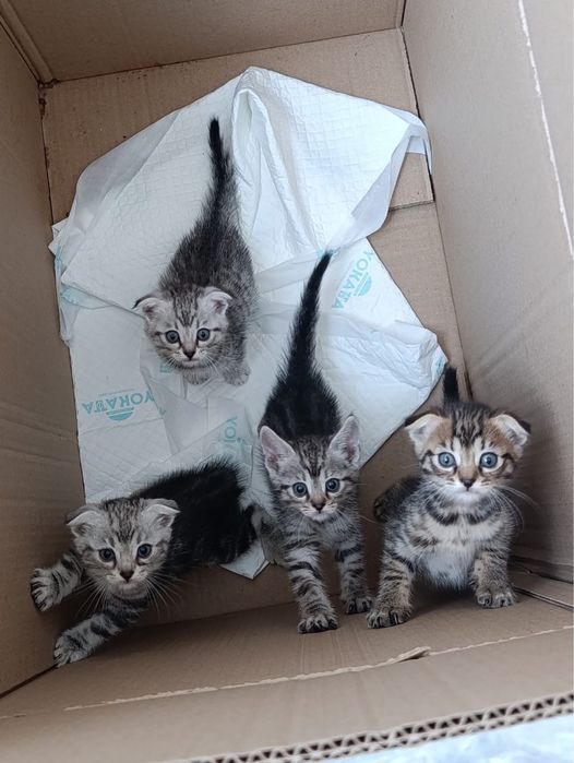 Продаются котята