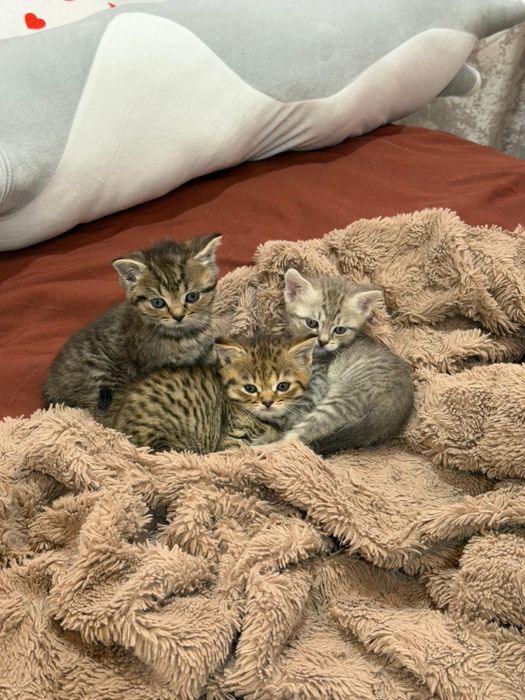 Шотландские котята