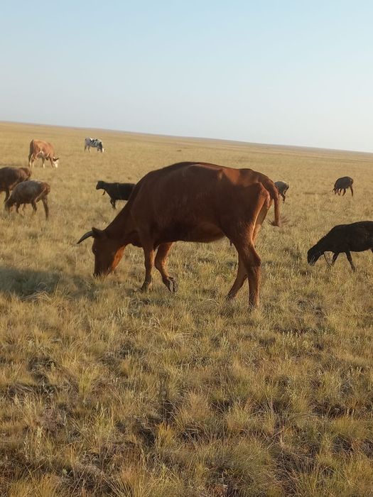 Продам КРС белоголовых