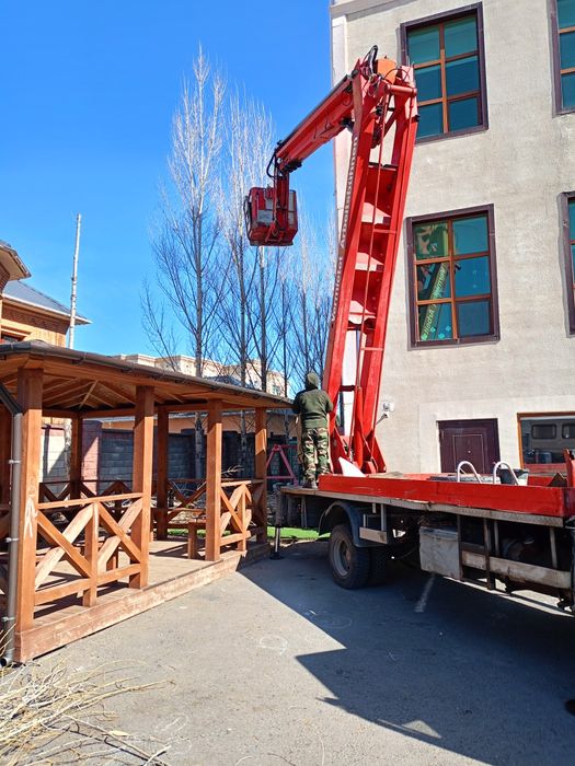 Спил дерево и клонирование санитарной обрезки.