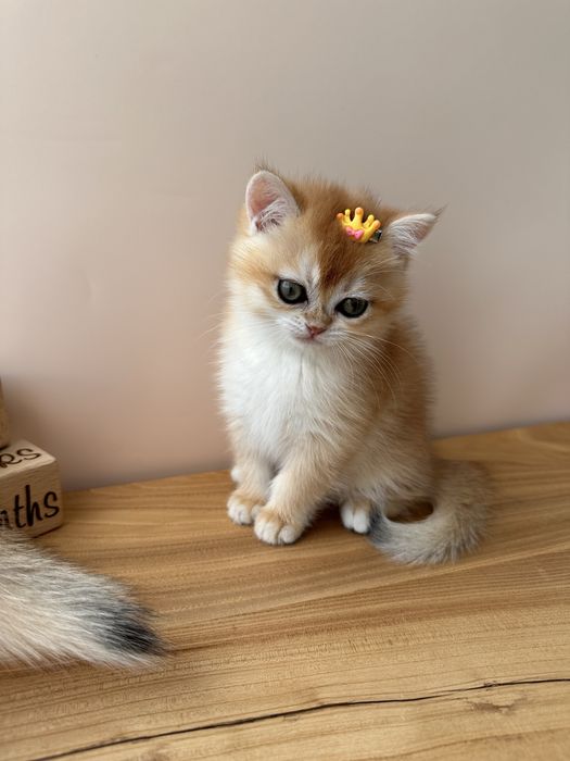 Котята с домашнего питомника