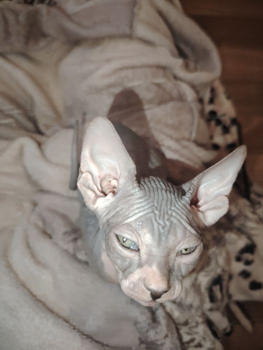 Котенок  канадский сфинкс, девочка