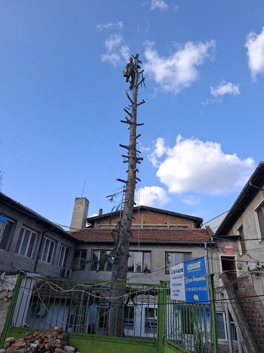 РЯЗАНЕ НА ВИСОКИ И ОПАСНИ ДЪРВЕТА 
Ако имате дърво близо до къща или к