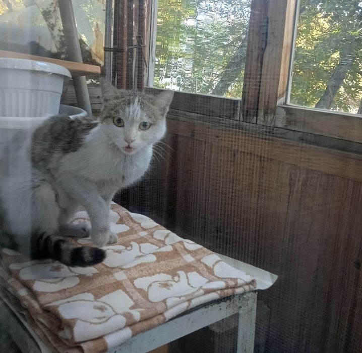 Кошку в хорошие руки