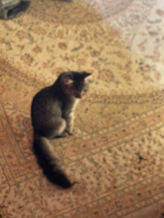 Котенок девочка бесплатно