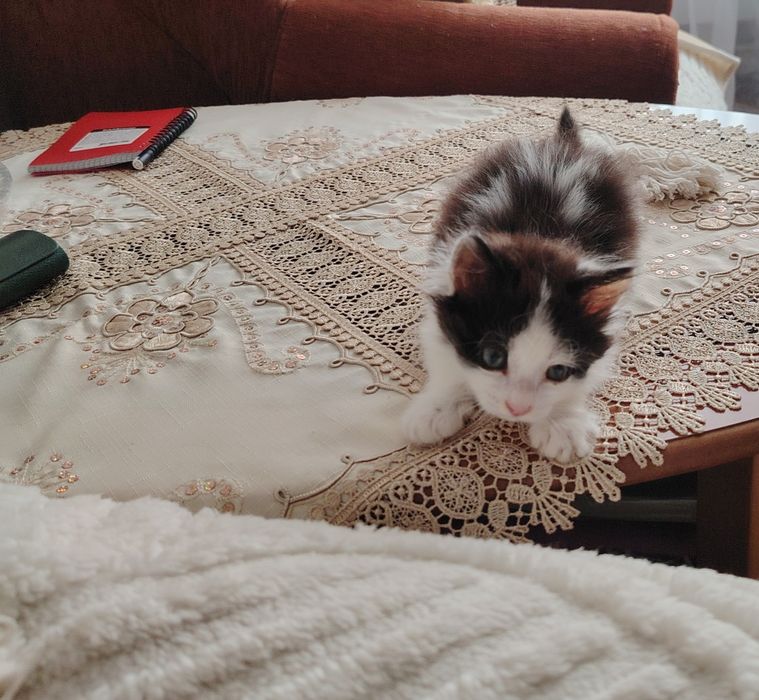 Отдам кошечку в добрые руки
