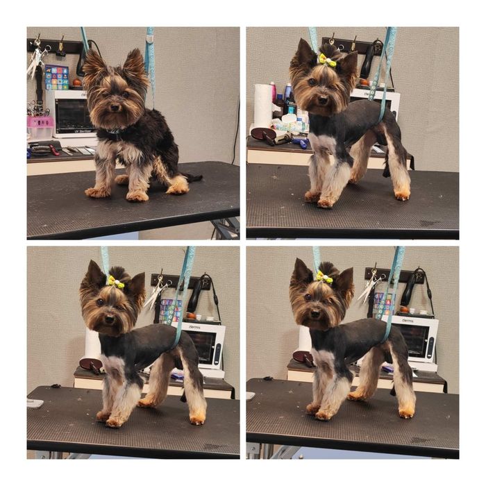 Мини йорки 350 евро