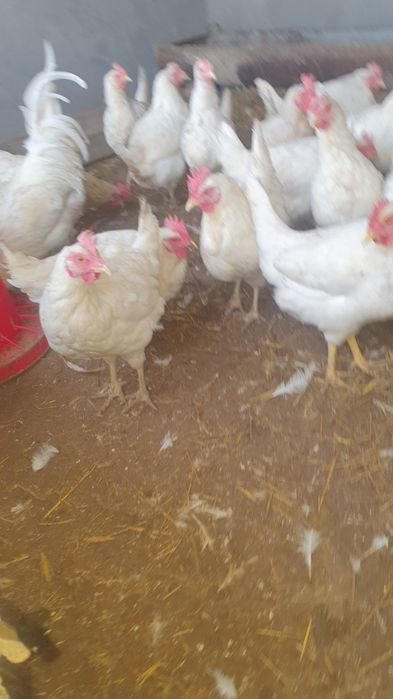 Товуклар пародал