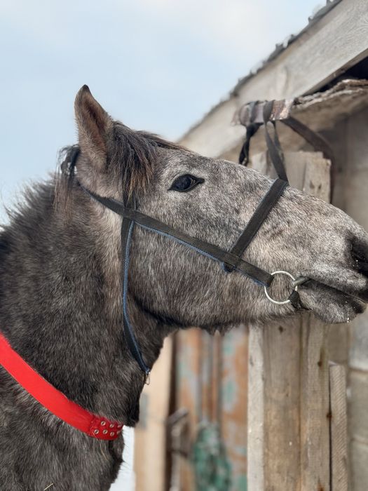 2,5 жасар құнан(дөненге шығад)