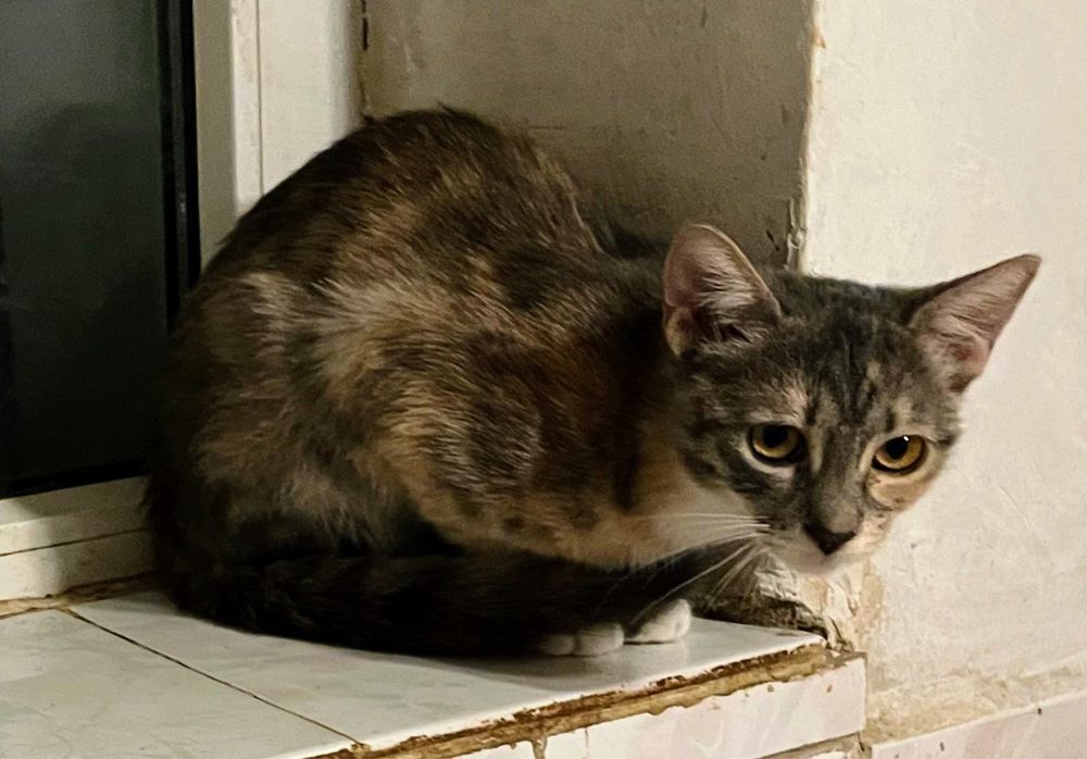 Metisi British Shorthair pui