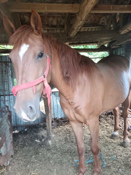 Vândă iapa în vârstă de 4 ani