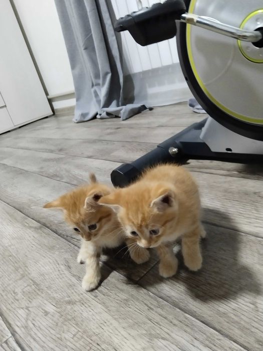 Отдам котят в хорошие руки