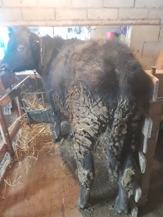 Продам Бычков по 9месец