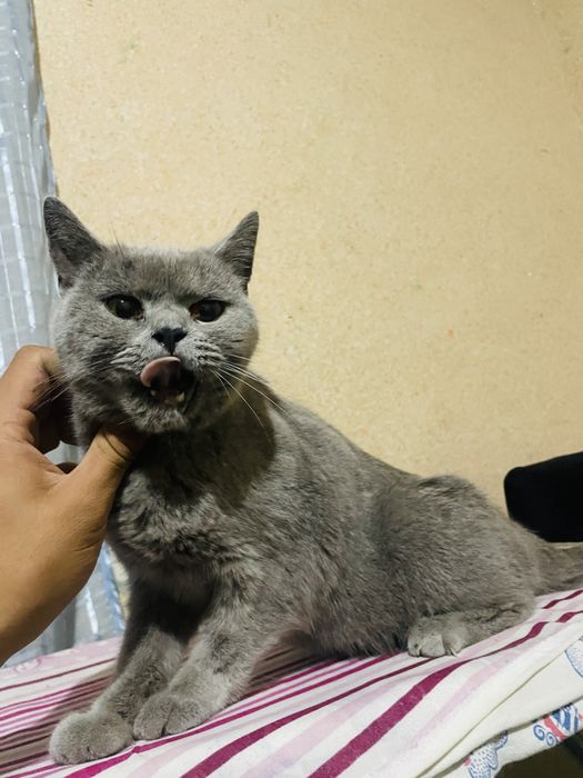 Zottor kulrang mushuk sotiladi